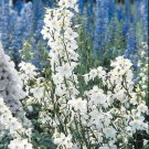 200 Seeds Casablanca Delphinium Seeds For Garden Planting Easy to Grow