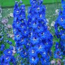 200 Seeds Cobalt Dreams Delphinium Seeds For Garden Planting Easy to Grow