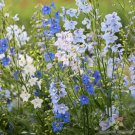 200 Seeds Connecticut Yankee Mix Delphinium Seeds For Garden Easy to Grow