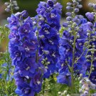 200 Seeds Dasante Blue Delphinium Seeds For Garden Planting Easy to Grow
