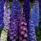 200 Seeds Excalibur Mix Delphinium Seeds For Garden Planting Easy to Grow