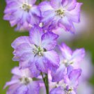 200 Seeds Fancy Purple Picotee Delphinium Seeds For Garden Easy to Grow