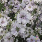 200 Seeds Fancy Smokey Eyes Delphinium Seeds For Garden Easy to Grow