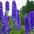 200 Seeds Fat Delphinium Seeds For Garden Planting Easy to Grow