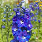 200 Seeds Guardian Blue Delphinium Seeds For Garden Planting Easy to Grow