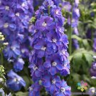 200 Seeds Guardian Lavender Delphinium Seeds For Garden Easy to Grow