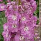 200 Seeds Guinevere Delphinium Seeds For Garden Planting Easy to Grow