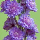 200 Seeds Highlander Blueberry Pie Delphinium Seeds For Garden Easy to Grow