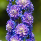 200 Seeds Highlander Bolero Delphinium Seeds For Garden Easy to Grow