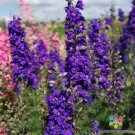 200 Seeds Lilac Spire Delphinium Seeds For Garden Planting Easy to Grow