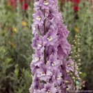 200 Seeds Cherry Blossom And White Bee Delphinium Seeds Easy to Grow