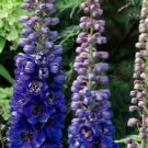 200 Seeds Magic Fountains Dark Blue Bee Delphinium Seeds For Garden Easy to Grow