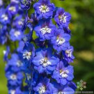 200 Seeds Magic Fountains Dark Blue And White Bee Delphinium Seeds Easy to Grow