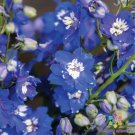 200 Seeds Magic Fountains Mid Blue And White Bee Delphinium Seeds Easy to Grow