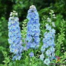200 Seeds Magic Fountains Sky Blue And White Bee Delphinium Seeds Easy to Grow