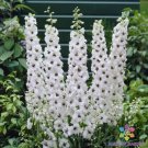 200 Seeds Magic Fountains White Bee Delphinium Seeds For Garden Easy to Grow