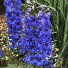 200 Seeds Million Dollar Blue Delphinium Seeds For Garden Easy to Grow