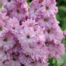 200 Seeds Million Dollar Blh Delphinium Seeds For Garden Easy to Grow