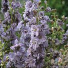 200 Seeds Misty Lavender Delphinium Seeds For Garden Planting Easy to Grow