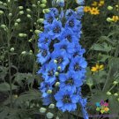 200 Seeds Moonlight Blues Delphinium Seeds For Garden Planting Easy to Grow