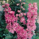 200 Seeds Pacific Giant Astolat Delphinium Seeds For Garden Easy to Grow