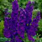 200 Seeds Pacific Giant Black Night Delphinium Seeds For Garden Easy to Grow