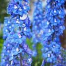 200 Seeds Pacific Giant Blue Bird Delphinium Seeds For Garden Easy to Grow