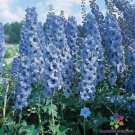 200 Seeds Pacific Giant Blue Jay Delphinium Seeds For Garden Easy to Grow