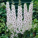 200 Seeds Pacific Giant Galahad Delphinium Seeds For Garden Easy to Grow