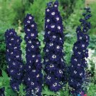 200 Seeds Pacific Giant King Arthur Delphinium Seeds For Garden Easy to Grow