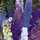 200 Seeds Pacific Giants Mix Delphinium Seeds For Garden Easy to Grow