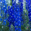 200 Seeds Paramo Azul Delphinium Seeds For Garden Planting Easy to Grow