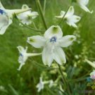 200 Seeds Peacock Larkspur Delphinium Seeds For Garden Easy to Grow