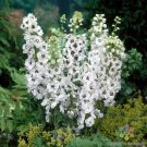 200 Seeds Percival Delphinium Seeds For Garden Planting Easy to Grow