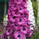 200 Seeds Pink Punch Delphinium Seeds For Garden Planting Easy to Grow