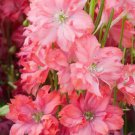 200 Seeds Princess Caroline Delphinium Seeds For Garden Easy to Grow