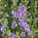 200 Seeds Qis Light Blue Delphinium Seeds For Garden Planting Easy to Grow