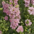 200 Seeds Qis Light Pink Delphinium Seeds For Garden Planting Easy to Grow