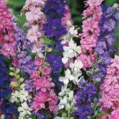 200 Seeds Rocket Tall Mix Delphinium Seeds For Garden Planting Easy to Grow