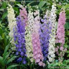 200 Seeds Standard Mix Delphinium Seeds For Garden Planting Easy to Grow