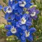 200 Seeds Summer Cloud Delphinium Seeds For Garden Planting Easy to Grow