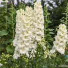 200 Seeds Sungleam Delphinium Seeds For Garden Planting Easy to Grow