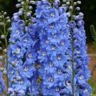 200 Seeds Sunny Skies Delphinium Seeds For Garden Planting Easy to Grow