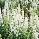200 Seeds White King Delphinium Seeds For Garden Planting Easy to Grow