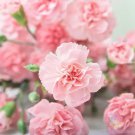 200 Seeds La France Carnation Seeds For Garden Planting Easy to Grow
