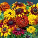 200 Seeds All Sorts Mix Rudbeckia Seeds For Garden Planting Easy to Grow