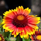 200 Seeds Arizona Sun Rudbeckia Seeds For Garden Planting Easy to Grow