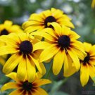200 Seeds Black Eyed San Rudbeckia Seeds For Garden Planting Easy to Grow
