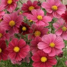200 Seeds Antiquity Cosmos Seeds For Garden Planting Easy to Grow