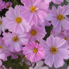 200 Seeds Apollo Lovesong Cosmos Seeds For Garden Planting Easy to Grow